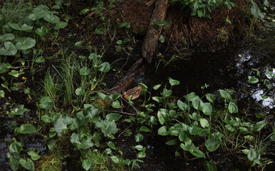 Tranquil scene of a duck swimming in a lush forest pond, surrounded by vibrant green foliage and...