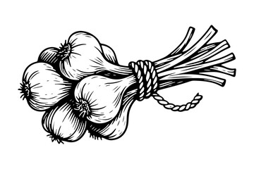 Garlic vector engraving style illustration