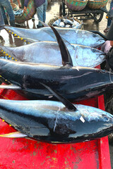 Ready to export tuna fish to Thailand