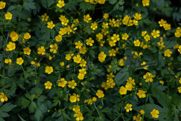 Blooming yellow buttercup flowers fill a lush green spring meadow, creating a stunning picture of...