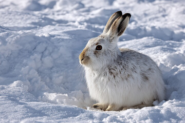 Obraz premium A White Arctic Hare Blending into its Snowy Winter Environment