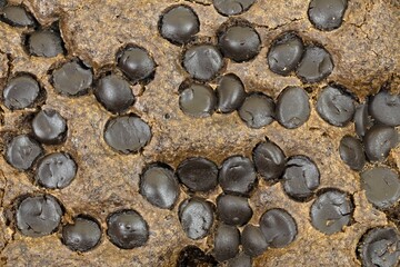 Close-Up of Chocolate Chip Cake Texture  Dessert and Baking Background