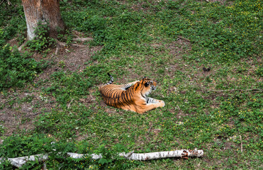 An Amur tiger lies on the grass in the shade of a tree, enjoying a moment of peaceful rest in its...