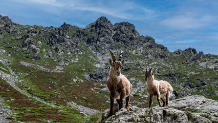 Deux jeunes bouquetins des Alpes dressés sur un rocher dans le Parc National du Mercantour au...