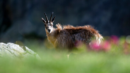 Chamois des Alpes dans le Parc National du Mercantour au printemps