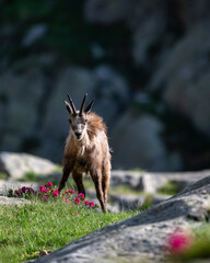 Chamois des Alpes dans le Parc National du Mercantour au printemps