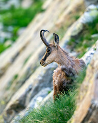 Chamois des Alpes dans le Parc National du Mercantour au printemps accroché sur une paroie rocheuse