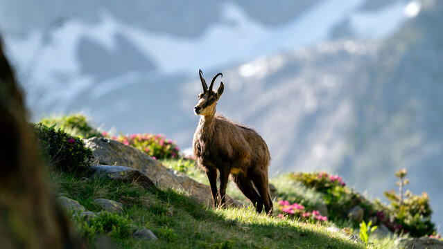 Chamois des Alpes dans le Parc National du Mercantour au printemps