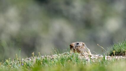 Marmotte dans le Parc National du Mercantour au printemps émergeant de son terrier