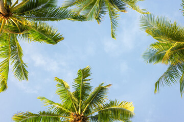 A top view of coconut tree, a circular pattern of large, feather-like fronds (leaves) radiating...