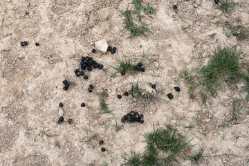 Goat feces on earth. Several dry goats are scattered through dry, cracked soil, interspersed with spots of green grass, which indicates the recent activity of animals in a dry environment.