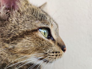 Tabby cat with piercing green eyes lying on a white sack, gazing directly at the camera against a...