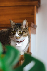 gata atigrada mirando por la ventana en living de casa