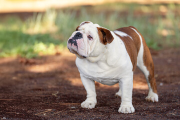 Bulldog posing for a natural portrait