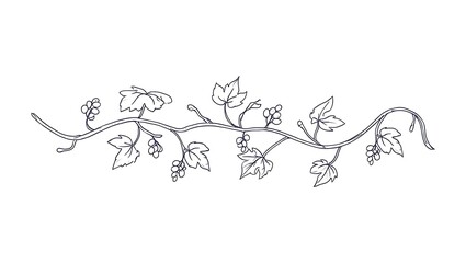Elegant hand drawn vine with leaves and grapes in a decorative border design