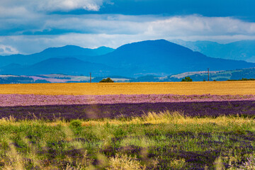 Farben der Provence; F, Provence, blühende Lavendelfelder im Sommer