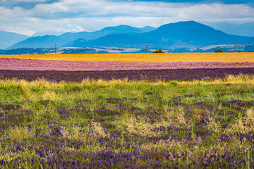 Farben der Provence; F, Provence, Lavendel, Gerste, Ysop und Muskateller-Salbei