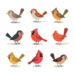 Colorful bird illustrations isolated on white background

