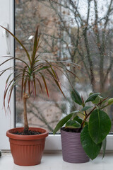 vertical photo - Home filled with potted plants supports air quality and relaxation. Palm, ficus...