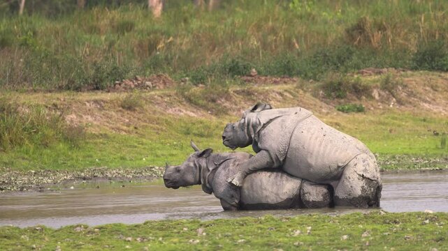 Greater One-horned Rhinoceros male and female at the end of mating in a water body at Kaziranga National Park, Assam, India