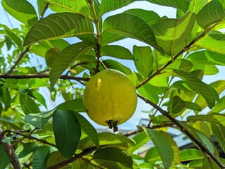 Ripe guava fruit on the tree. Delicious fruit that contains antioxidants