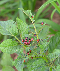 colorado potato beetle on potato leaves