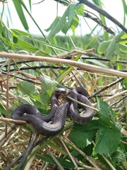 Wild snake hidden among dry grass and green leaves, blending into natural surroundings. ringed snake appears alert and ready. harmless snake basks in sun In reeds showing tension and camouflage.