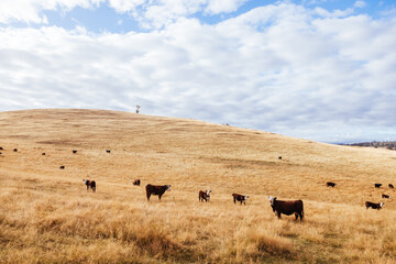 Obraz premium Ellendale Landscape in Tasmania Australia