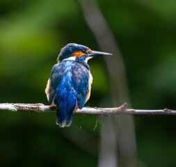 Vibrant Kingfisher Perched on Branch