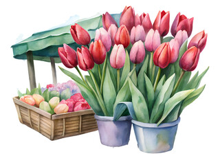 Vibrant Watercolor Painting of Tulips at a Flower Market on Transparent Background, Watercolor Clipart Illustration With Isolated Background..