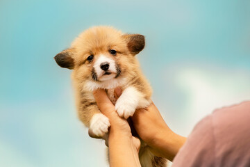 Sweet little Corgi puppy being gently held in human hands with a soft blue background.