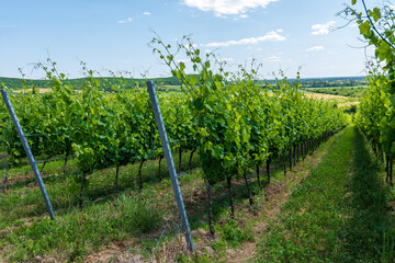 Vineyard with green grapevines on trellises in a rural landscape, professionally cultivated for...