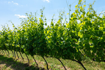 Green grapevines on trellises in a vineyard, grown for wine production, under a clear blue sky in a...