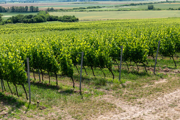 Vineyard on a hillside with green grapevines grown for wine production. Rural landscape with fields...