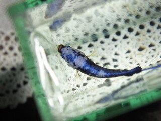 Betta fish