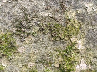 Green moss and lichen on rough stone texture for nature inspired designs and organic background elements