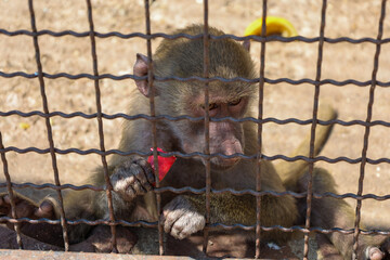 A young monkey with dark fur sits behind a rusty metal cage, holding a piece of red fruit. Its gaze...