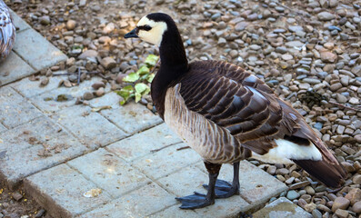 A dark goose with a white head and dark neck stands on paving stones next to a gravel area, looking...