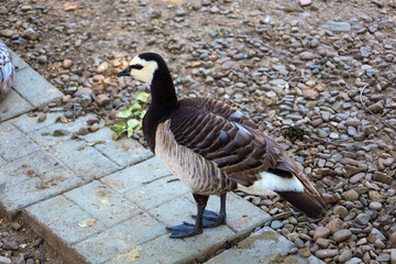 A goose with a dark body, white head, and black neck stands on concrete slabs bordering small stones.