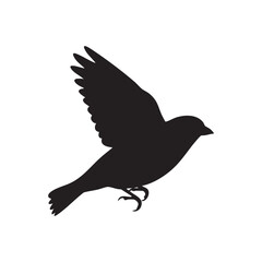 Obraz premium Bird Taking Flight Black Silhouette on White Background silhouette
