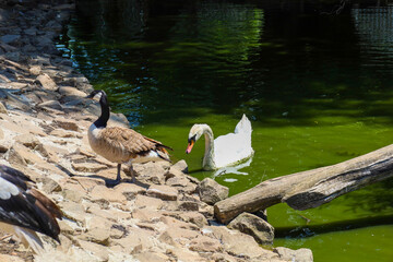 A white swan swims in green water, while a goose stands nearby on a rocky bank, creating a contrast...