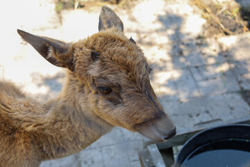 A young deer with soft fur and its first antlers looks down, possibly at water. Wooden and paved...