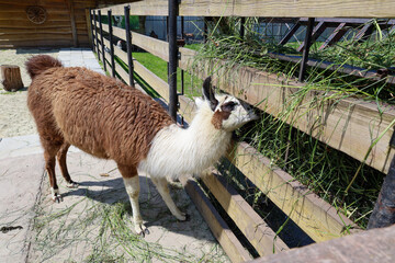 A llama curiously reaches for fresh grass through a fence, enjoying the sunny day. Its brown and...