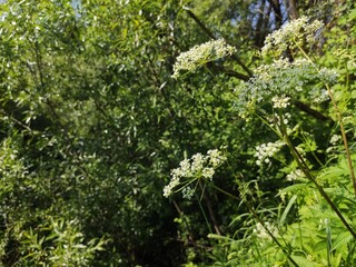 Fototapeta premium Wild white flowers blooming amidst dense green foliage for botanical studies and natural meadow imagery