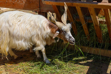 A magnificent white goat with long horns and luxurious fur enjoys fresh grass near a wooden feeder....