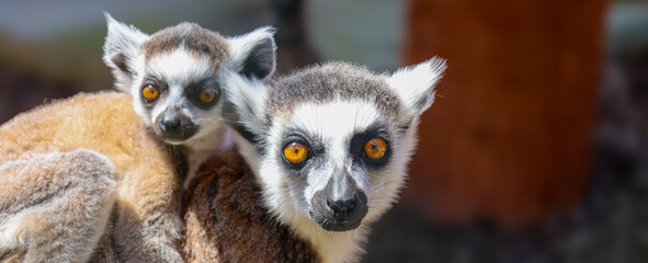 Fototapeta premium Two ring-tailed lemurs, an adult and a baby, look directly forward together. Their expressive orange eyes and black and white faces give them a unique appearance.