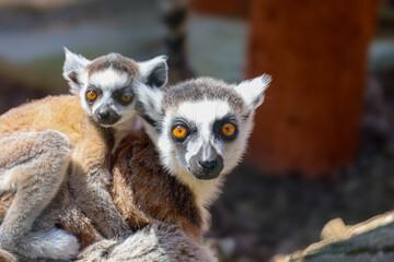 Two ring-tailed lemurs, an adult and a baby on its back, with bright orange eyes, look intently at...