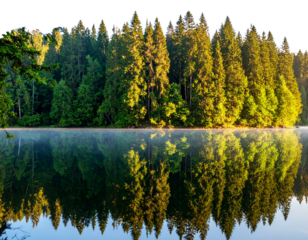 Sunrise Over Quiet Lake with Symmetrical Tree Reflections