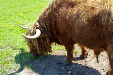 A shaggy reddish-brown yak with large horns grazes in a sunny green pasture, demonstrating natural...