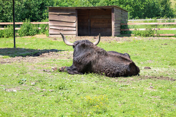 A large black yak with curved horns calmly lies on green grass, resting near a wooden shed under...
